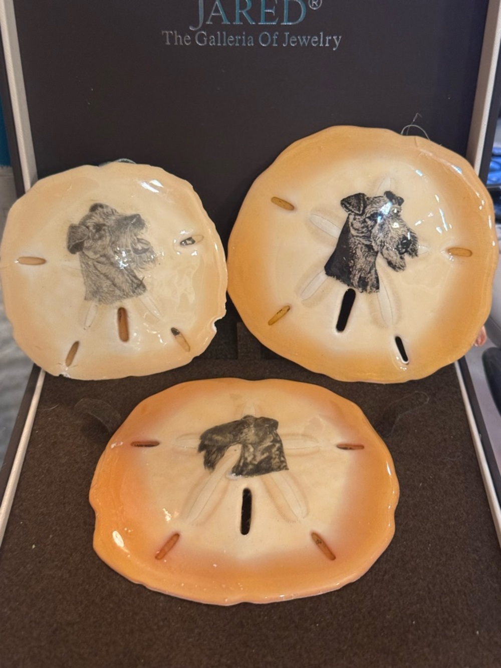 Sand dollars real magnets